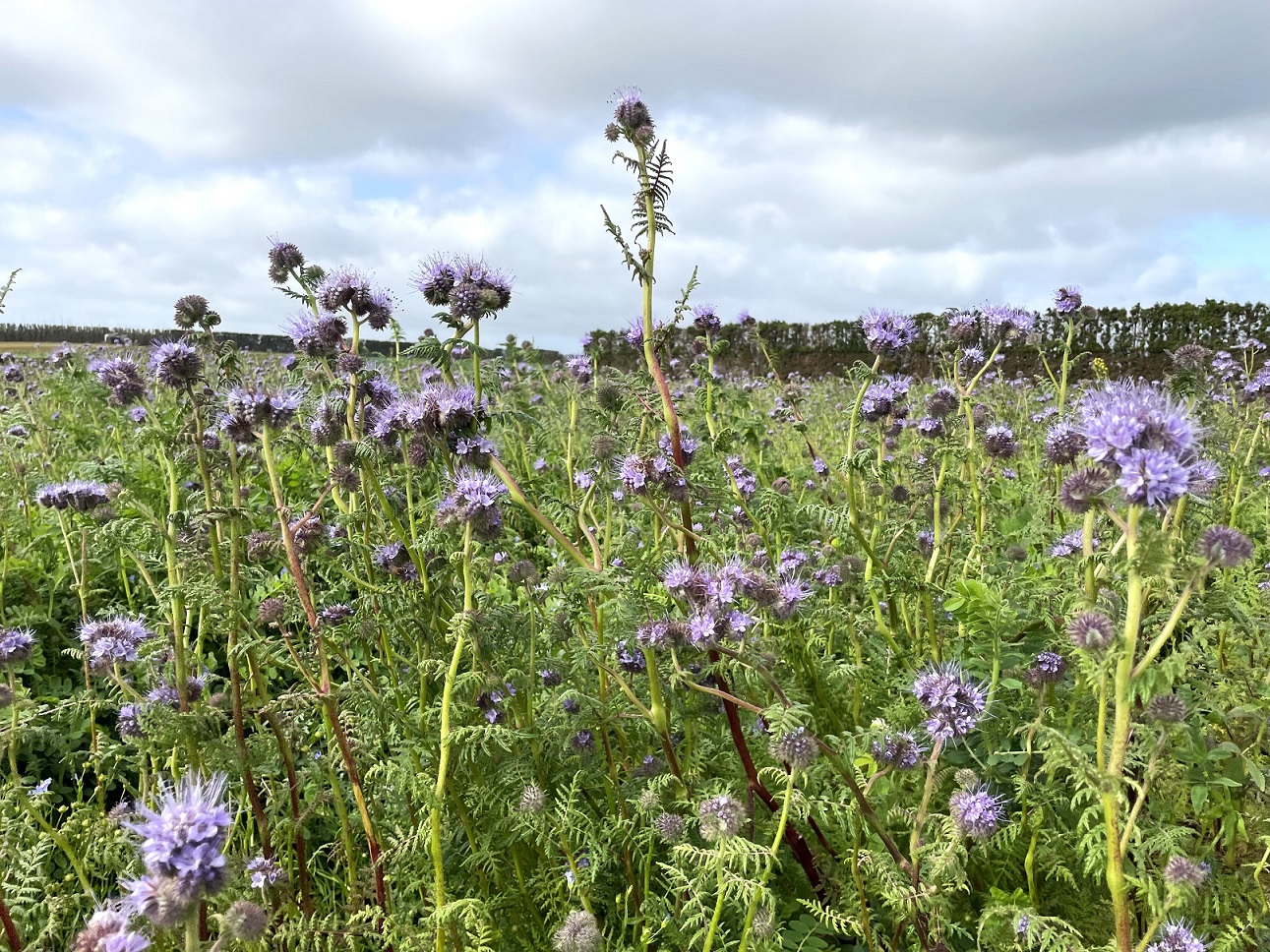 Flowering phacelia cover crop
