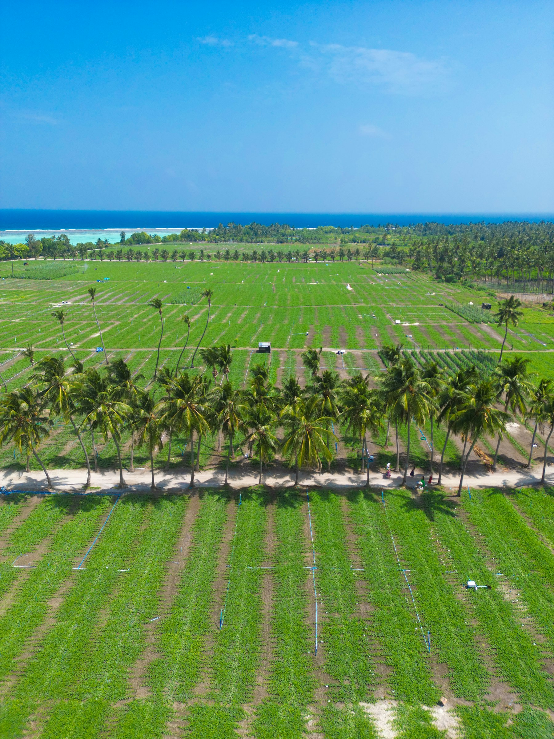Pacific Island Sourcing