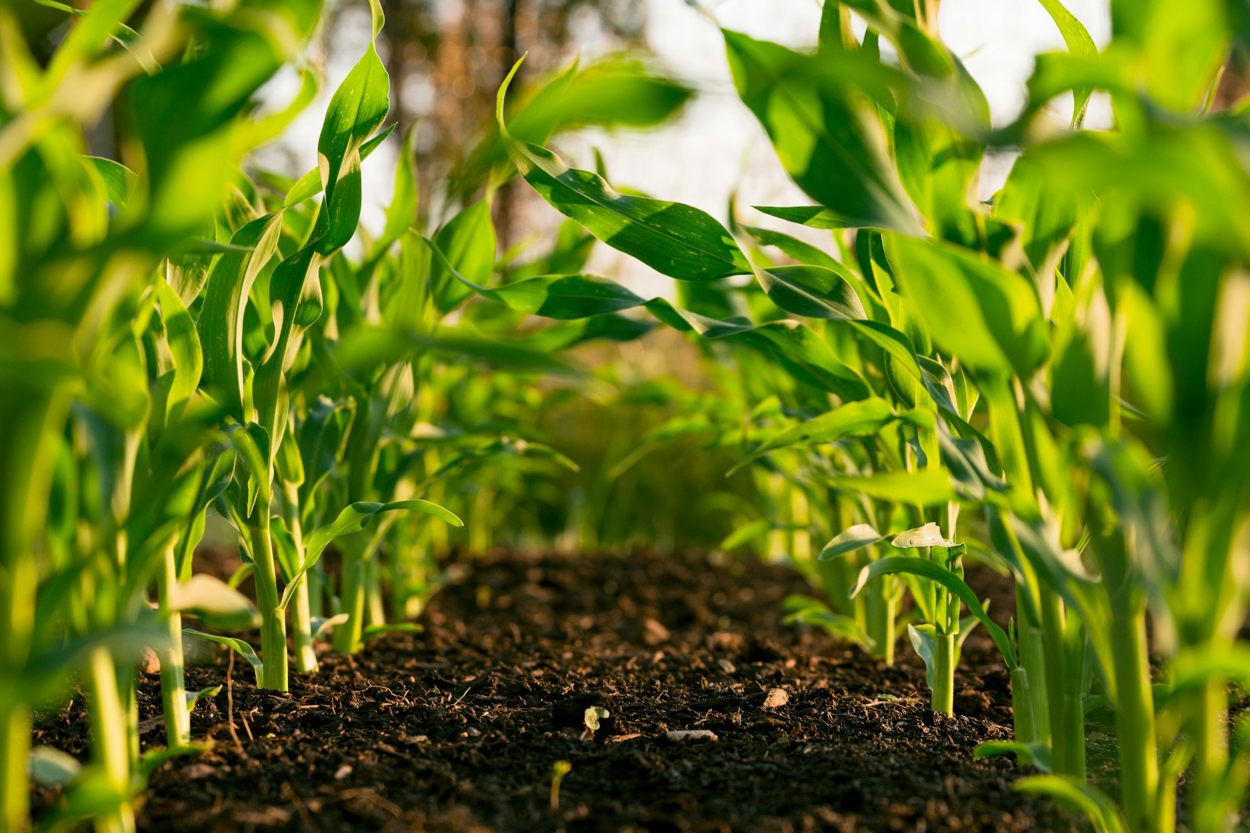 Young crop seedlings