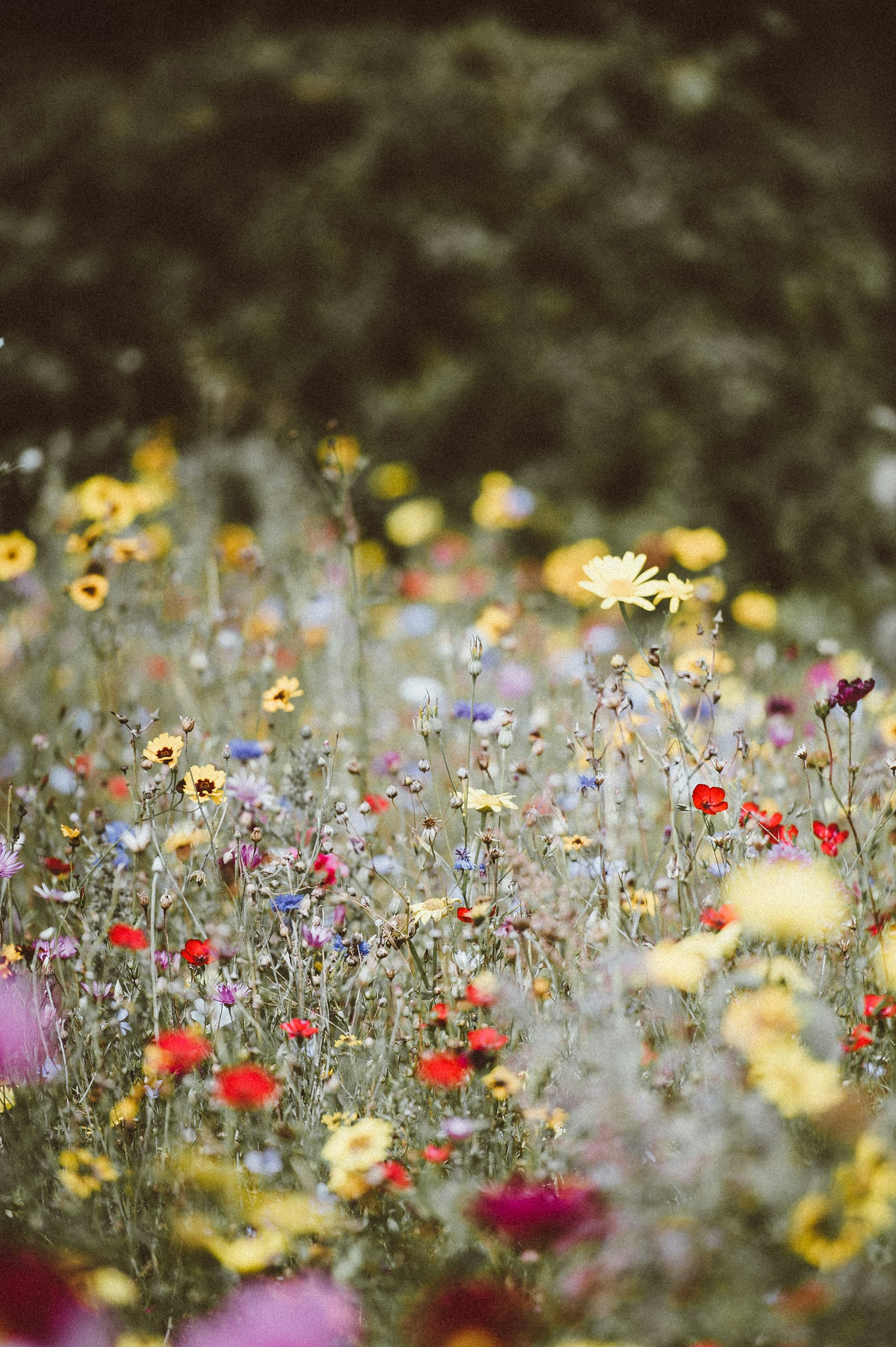 Functional Biodiversity Systems